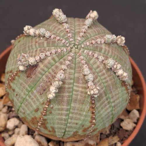 Euphorbia obesa prolifera - euphorbia, f.