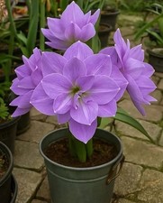 Bulbi Fiori Amaryllis Doppia