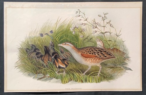 John gould ornitologia stampa - john,