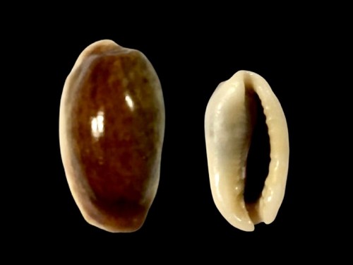 Cypraea errones caerulescens