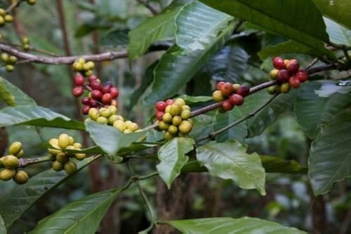 Bengala caffe coffea - bengala, caffe'