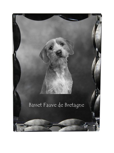 Basset fauve bretagne - basset,