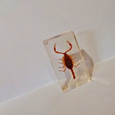 Scorpione imbalsamato (da collezione)