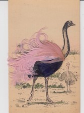 $CT/ Cartolina Postcard - Struzzo con piume vere 