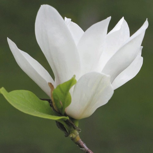 Magnolia alba superba - magnolia, 2l