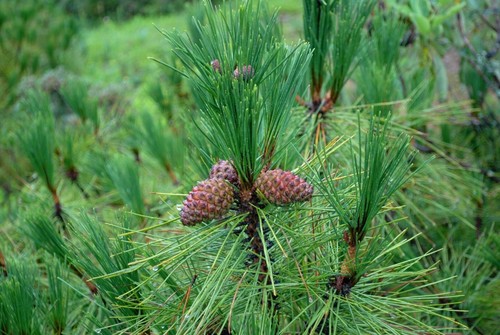 Pino dello yunnan pinus - pino,