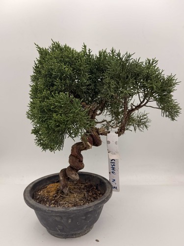 Bonsai ginepro kishu n3 - ginepro,
