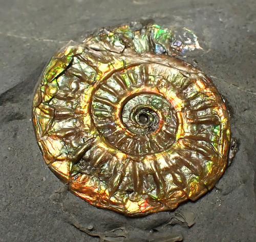 Juvenile iridescent caloceras - juvenile,