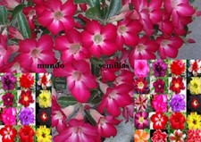 Rosa Del Deserto - ADENIUM OBESUM - Vari Colori - 50 Semi