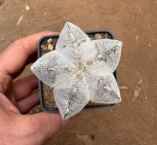 Astrophytum myriostigma - astrophytum,
