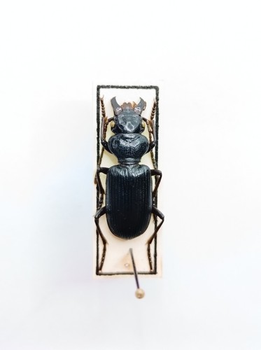 Entomology taxidermy - entomology,