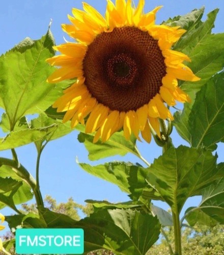 Girasole gigante sunflower - -,