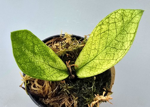 Zamioculcas zamiifolia - zamioculcas,