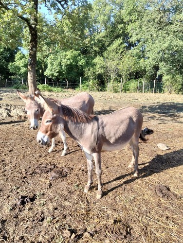 Coppia asini animali da - coppia,