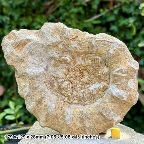 Rare phricodoceras taylori - rare:,