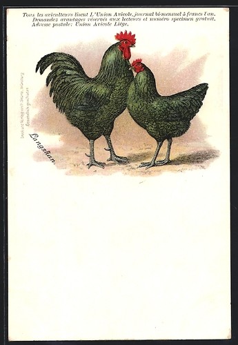 Cartolina gallo con gallina - gallo,