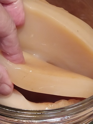 Kombucha scoby starter - xl, e