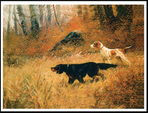 Gordon setter pointer cani - setter, e
