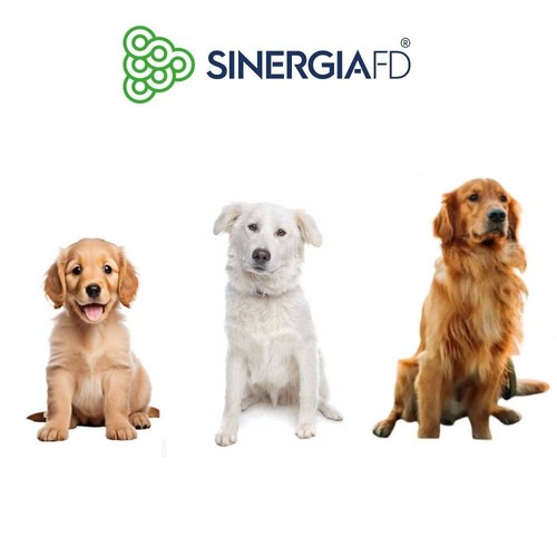 Sinergiafd set accessori - di,