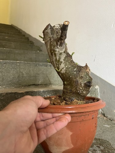 Fico ficus carica bonsai - fico.,