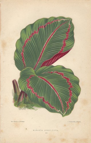 Stampa antica foglie - stampa, botanica