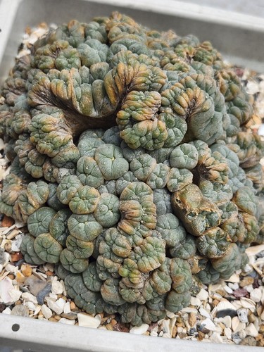 Grande raro cactus - raro,