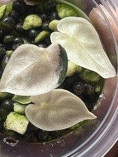 Alocasia Balloon Heart Pink