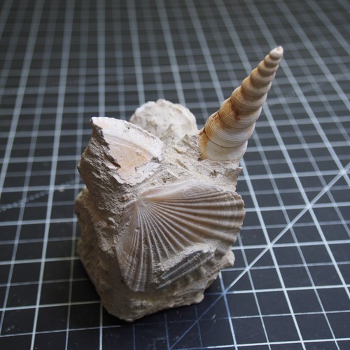 Turritella gastropode bivalve - turritella,