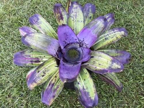 002680a neoregelia purpurella - 002680a,