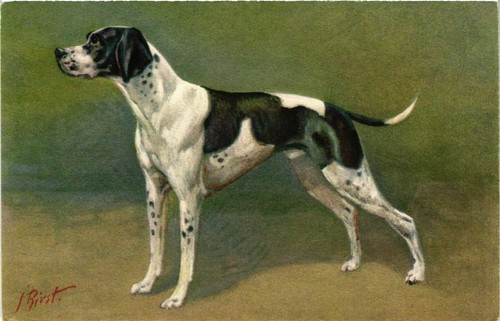 Cpa deutsch kurzhaar dogs - cpa,