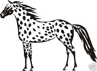 Appaloosa leopard appy cavallo - appaloosa,