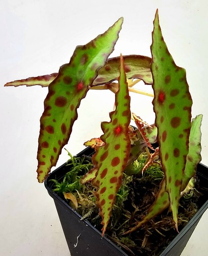 Begonia amphioxus - amphioxus,
