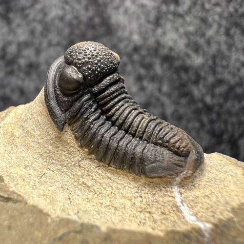 Gerastos trilobite fossil - trilobite,