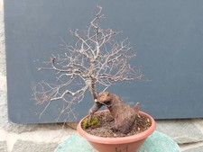 Bonsai Olmo Campestre In Vaso