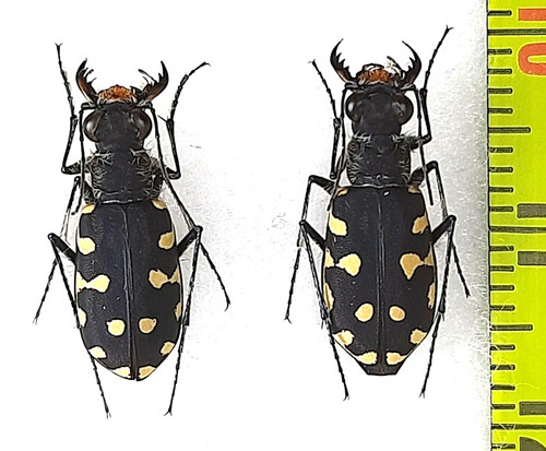 Coppia carabidae cicindela - carabidae,,
