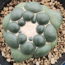 Coryphantha eleph. cv. Tanshi
