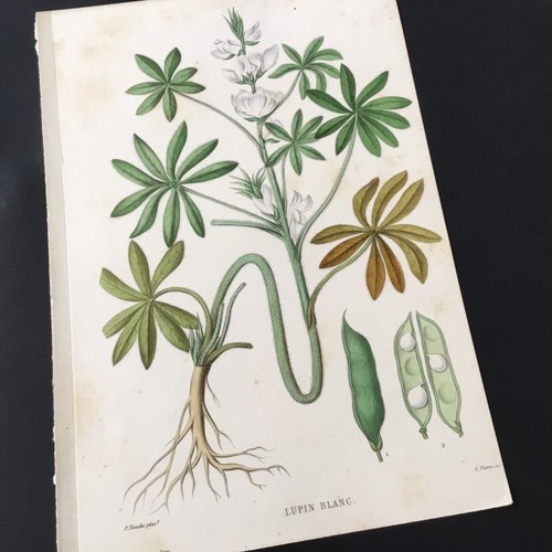 Incisione xix botanica lupino - xix,