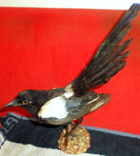 Tassidermia gazza ladra - tassidermia,