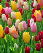 Bulbi di TULIPANI in MIX 10