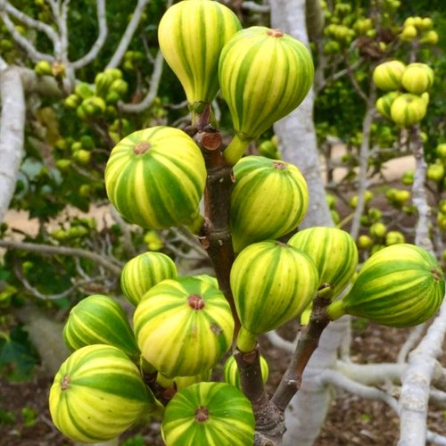 Ficus carica panaché - ficus,