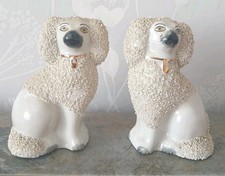 English Staffordshire Poodle