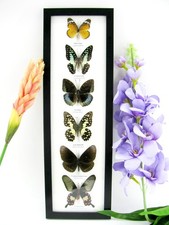 6 Farfalle splendidamente