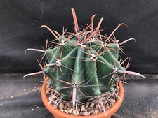 FEROCACTUS HORRIDUS (HERRERAE) CACTUS PIANTE GRASSE AGAVE SUCCULENTE 7009