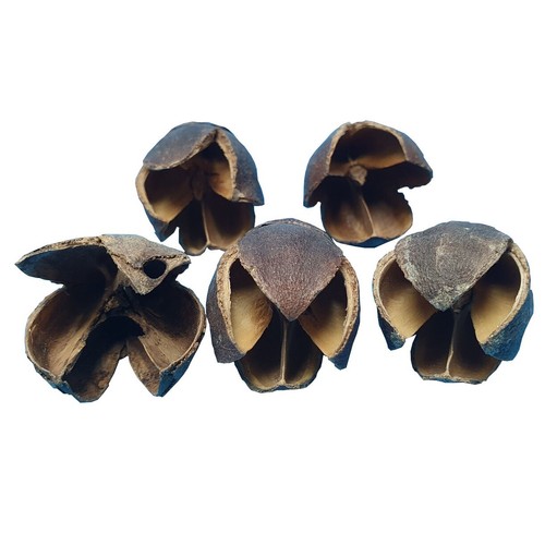 Capsule bakuli - capsule,