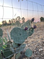 Talee opuntia robusta - talee, robusta,