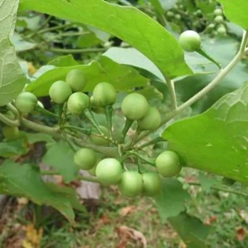 Thai thornless solanum - thai,