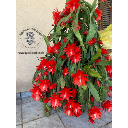 Epiphyllum lingua suocera - epiphyllum, di