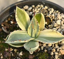 Vendita Raro Cactus Agave