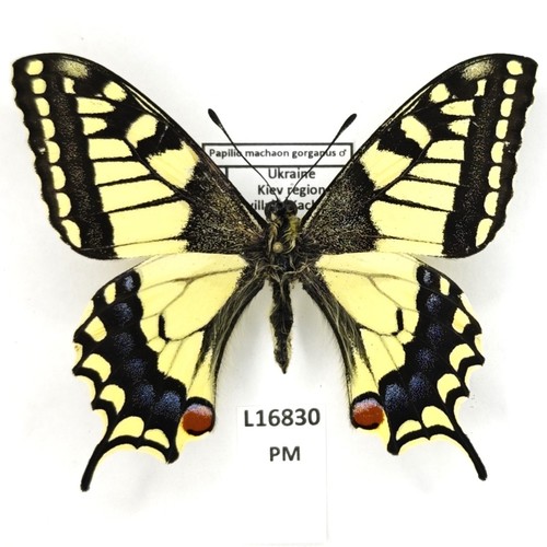 Papilionidae papilio machaon - papilionidae,,