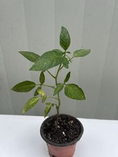 Pepino melon plant live - 1,